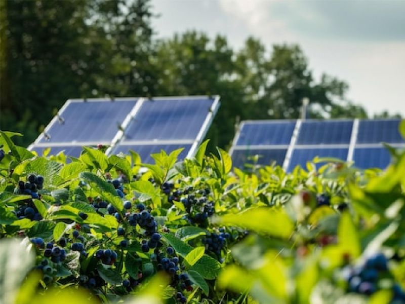 Agrivoltaic application Agrivoltaic application